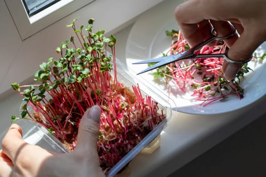 Woman cuts of the micro greens in the plastic container