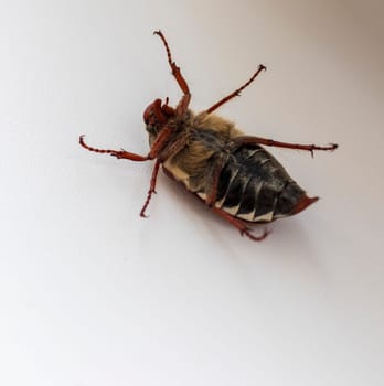 Close up shot of the overturned cockchafer