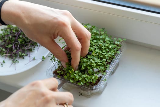 Woman cuts of the micro greens in the plastic container