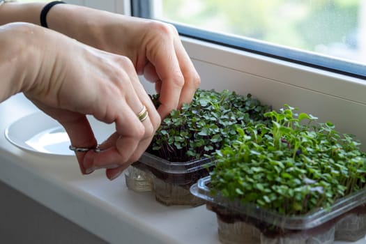 Woman cuts of the micro greens in the plastic container