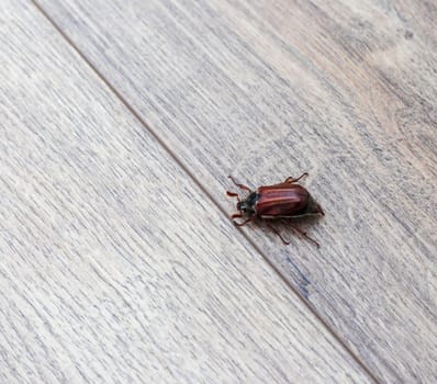 Close up shot of the cockchafer
