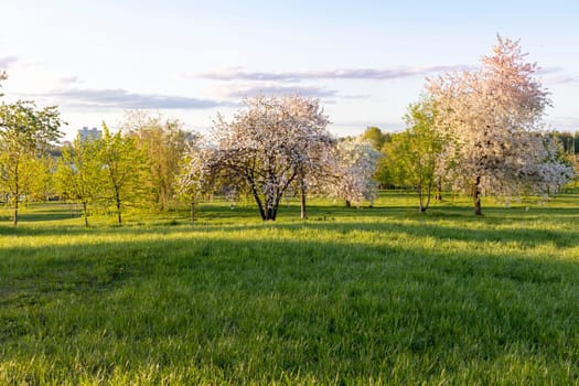 Shot of the trees in the garden blooming with leaves and flowers