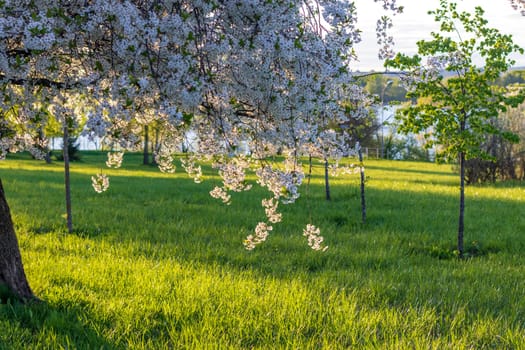 Shot of the trees in the garden blooming with leaves and flowers