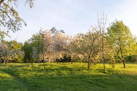 Shot of the trees in the garden blooming with leaves and flowers