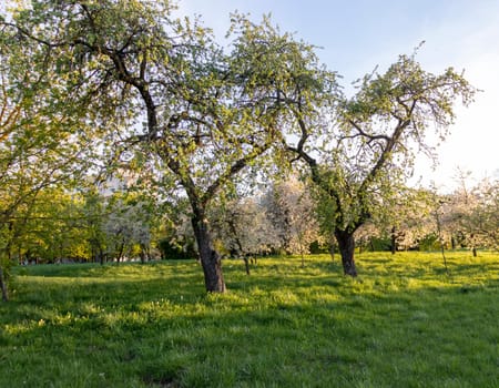 Shot of the trees in the garden blooming with leaves and flowers