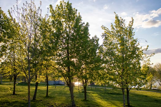 Sun shining between the green leaves of the trees