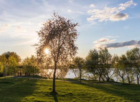 Sun shining between the green leaves of the trees
