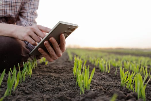 Farmer using smartphone technology to monitor young crop growth in the field during early spring season.