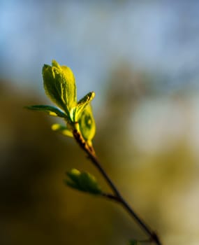 Close-up of fresh young leaves growing on a slender branch, illuminated by warm sunlight with a blurred natural background in early spring.