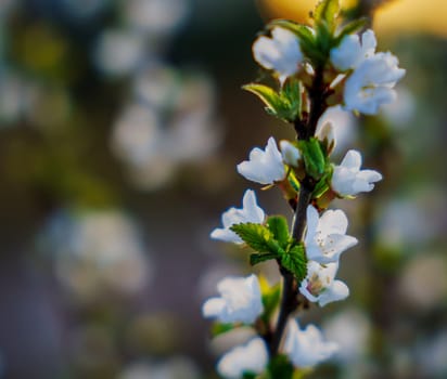 Delicate white cherry blossoms blooming on a slender branch with fresh green leaves, softly lit and surrounded by a blurred floral background.