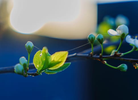 Close-up of a blooming plum tree branch with fresh green leaves, flower buds, and delicate spider silk, backlit by warm sunset light and blurred background.
