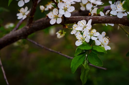 Close-up of blooming white plum flowers and fresh green leaves on a thick brown branch, set against a blurred springtime background.