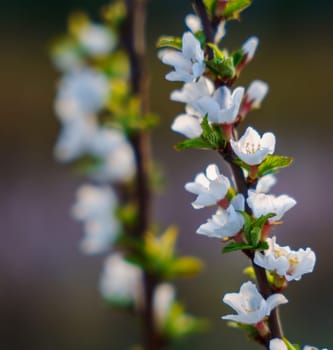 Close-up of delicate white cherry blossoms with green leaves on upright branches, softly lit with a natural blurred background in a spring setting.