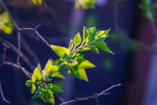 Close-up of young lilac leaves emerging on thin branches, brightly lit by warm sunlight with a soft dark background, symbolizing new spring growth.