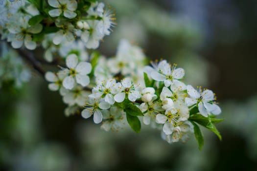 Close-up of a blooming cluster of delicate white plum flowers with fresh green leaves, captured in natural light with a blurred background.
