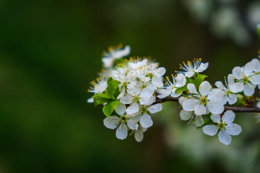 Close-up of blooming white plum flowers and fresh green leaves on a tree branch, captured in soft natural light with a dark green blurred background.