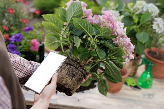 Gardener holding potted hydrangea with exposed roots and smartphone with blank screen for garden app use.