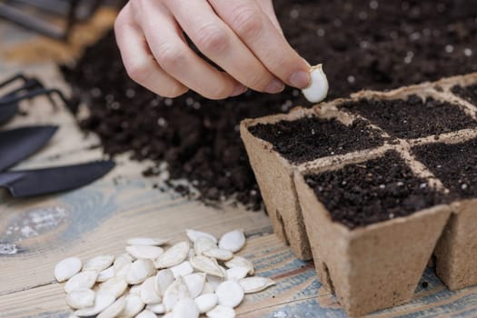 Close-up of a hand planting white pumpkin seeds into biodegradable seedling pots filled with soil on wooden table.