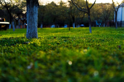 Low-angle view of vibrant green grass with tree trunks in focus, captured in warm sunlight in a quiet park setting during early spring.