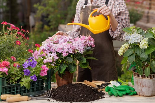Gardener watering blooming pink hydrangea flowers in outdoor garden using bright yellow watering can.