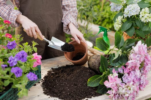 Gardener filling clay pot with soil for repotting hydrangea plant during spring garden work, close-up scene.