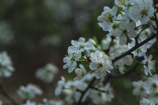Close-up of delicate white cherry flowers blooming on a branch, captured in spring against a dark, softly blurred natural background.