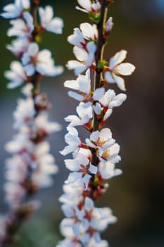 Close-up of two upright branches densely covered with white cherry blossoms and red calyxes, captured in soft light with a blurred natural background.