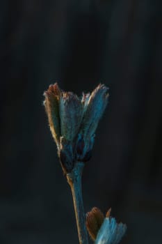 Macro shot of a horse chestnut bud beginning to open, covered in fine hairs, captured in low light with a dark background.