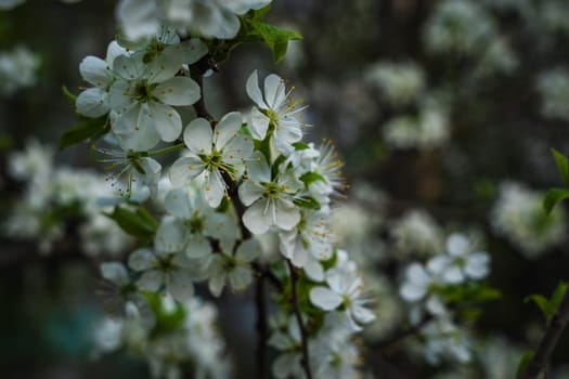 White plum flowers with yellow stamens and green leaves blooming on a branch, surrounded by softly blurred background of more blossoms in springtime.