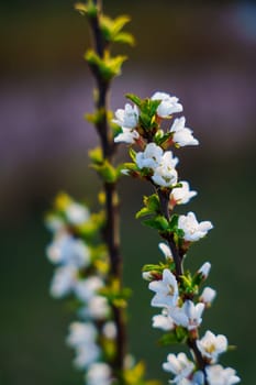 White cherry blossoms and fresh green leaves bloom along upright branches in soft natural light with a blurred outdoor background in spring.