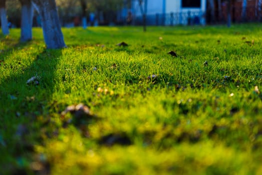 Low-angle view of fresh green grass with dewdrops in warm sunlight, trees and buildings in soft focus background, early morning in urban park.