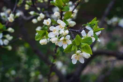 Close-up of white plum flowers and vibrant green leaves blooming on a dark tree branch, set against a softly blurred background in a spring garden.