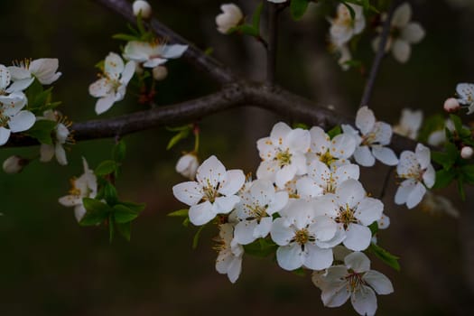 Cluster of delicate white plum flowers blooming on a thick tree branch with green leaves and a blurred natural background.