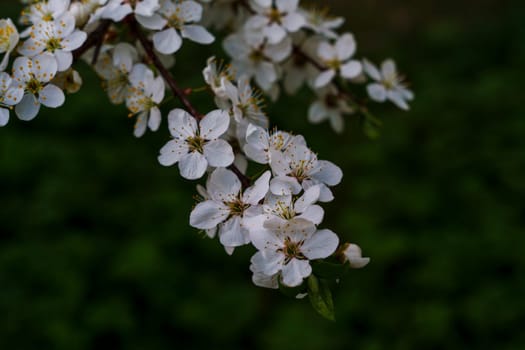 A detailed view of a plum tree branch covered in soft white blossoms and green leaves, set against a dark green blurred background.