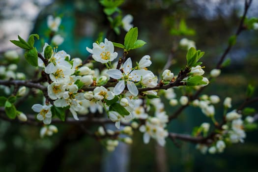 Close-up of white plum flowers and fresh green leaves blooming on multiple tree branches, captured in natural spring light with a softly blurred background.