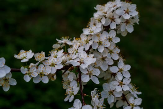 Close-up of a blooming plum tree branch covered with delicate white flowers, captured against a natural green background.