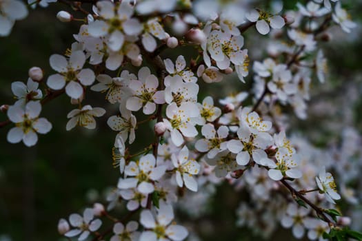 Abundant white plum flowers with pinkish buds and yellow stamens densely covering branches, captured in soft natural light with a dark green background.