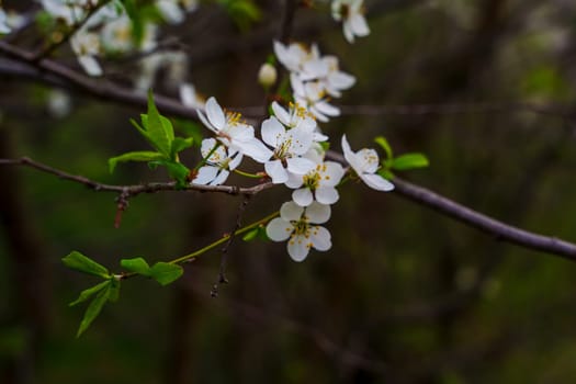 Close-up of blooming white plum flowers and bright green leaves on a slender branch, set against a soft, dark green background in a spring garden.