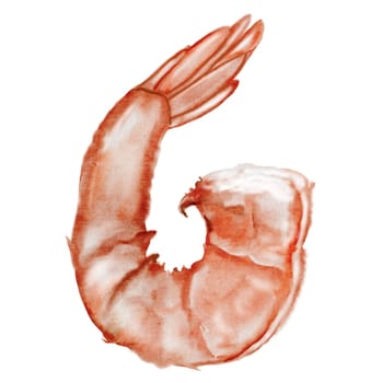 Shrimp aquarel. Hand drawn crustacean on isolated white background. Food clip art. Ideal for restaurant menus, product packaging and cookbook design. High quality illustration