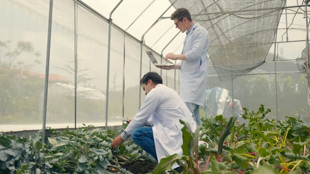 Two Biotechnology man engineer holding magnifying glass and looking at the vegetables leaf in hydroponics farm for disease, Professional researcher agriculture scientist use laptop computer