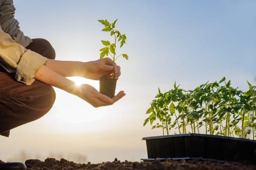 Gardener holding a tomato seedling at sunrise, preparing for planting next to a tray of young plants in the soil.