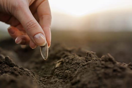 Close-up of female hand planting a sunflower seed into soil at sunrise, concept of growth, hope, and farming.