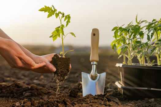 Hands planting tomato seedling in garden soil at golden hour, concept of sustainable farming and growth.
