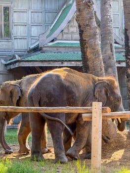 Asian elephants in a lush nature park playing around in nature, majestic elephant duo thrives in a protected environment. Exotic animals living in harmony within a wildlife sanctuary.
