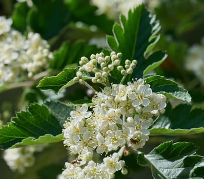 Delicate white flowers and buds of Sorbus graeca blooming in spring. Green leaves. Detailed close-up of the plant
