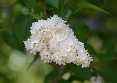 White lilac flowers blooming in spring garden. Close-up on delicate blossoms and green leaves