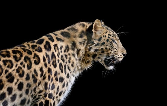 Powerful spotted leopard in profile against a black background. Close-up animal portrait