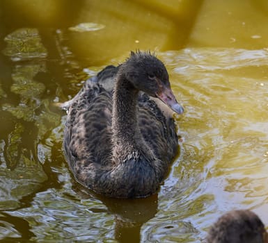 Portrait of a juvenile black swan cygnet swimming in muddy water. Young bird in natural wildlife setting