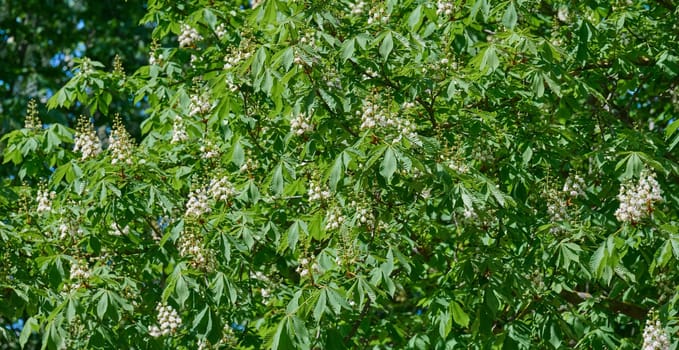 Lush green Horse Chestnut tree Aesculus in full bloom with white and pink flowers. Vibrant spring nature scene with dense foliage and blossoms.