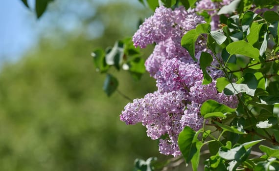 Blooming lilac flowers on a sunny spring day, with vibrant purple clusters and lush green leaves against a soft natural background